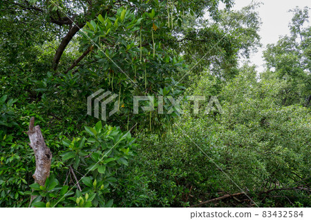 A large mangrove tree, in a fertile forest 83432584
