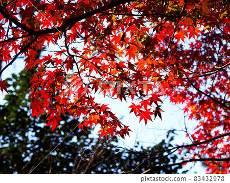 Maple (Kochi Park) bathed in the autumn sky and sunlight 83432978