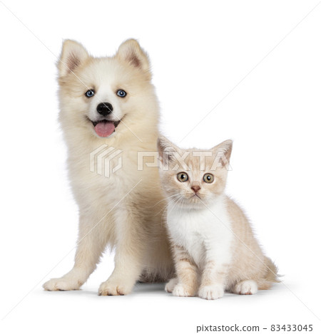 Pomsky dog and cat on white background Pomsky dog and cat on white background 83433045