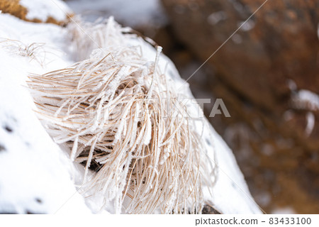 被風和雪凍結的植物 被風和雪凍結的植物 83433100