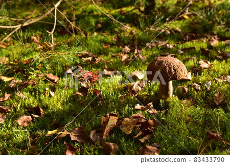 King Pine Bolete in moss at forest.  83433790