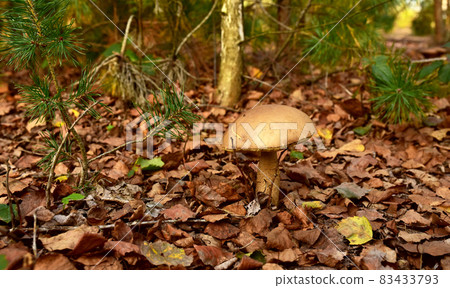 Edible brown cap boletus grows in the ground among fallen birch leaves in the fall season.  83433793