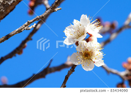 1月下旬開始開花的白梅 83434090