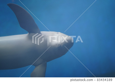 Looking at the camera of Sunameri 83434189