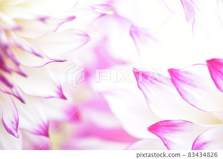 Dahlia, flower close-up, petal up 83434826
