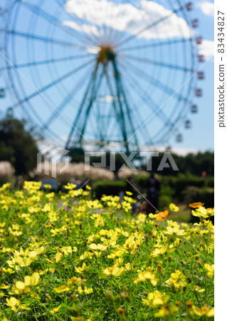 Ferris wheel and Kibana Cosmos 83434827