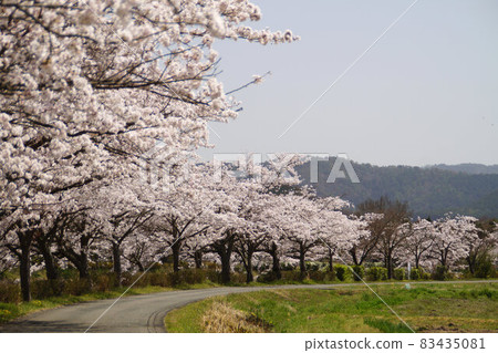 櫻花春天風景農村吉野櫻花三月 83435081
