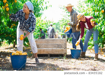 Group of farm workers gathering crop of fresh ripe peaches in fruit garden in summertime Group of farm workers gathering crop of fresh ripe peaches in fruit garden in summertime 83435182