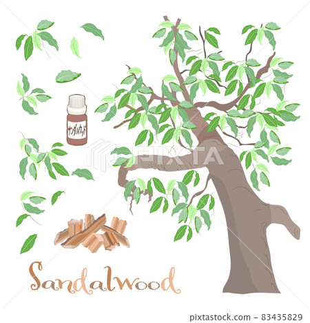 Sandalwood illustration material, essential oil & aroma 83435829