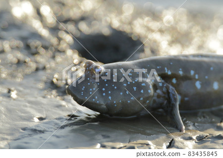 Arao City Oshima Fishing Port Mutsugoro, Arao City Oshima Fishing Port Mutsugoro, 83435845