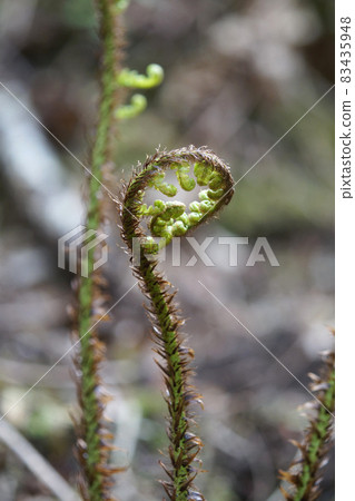 四月生長的蕨類植物發芽 四月生長的蕨類植物發芽 83435948
