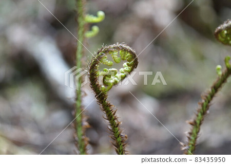 Growing Pterophyta Sprout April Growing Pterophyta Sprout April 83435950