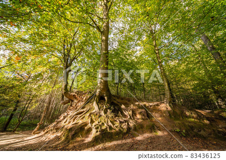 Autumn in the forest Autumn in the forest 83436125