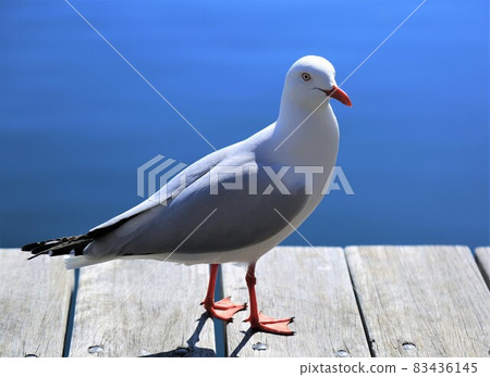 Ginkgo gull Ginkgo gull 83436145