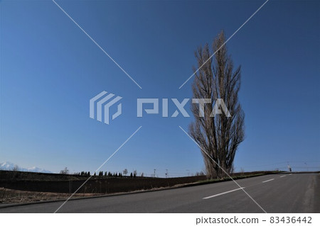 Ken and Mary trees (Hokkaido Biei-cho) Ken and Mary trees (Hokkaido Biei-cho) 83436442