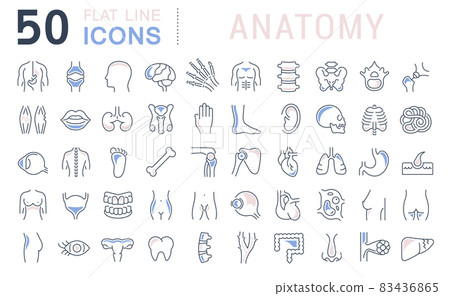Set Vector Line Icons of Anatomy 83436865