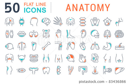 Set Vector Line Icons of Anatomy Set Vector Line Icons of Anatomy 83436866