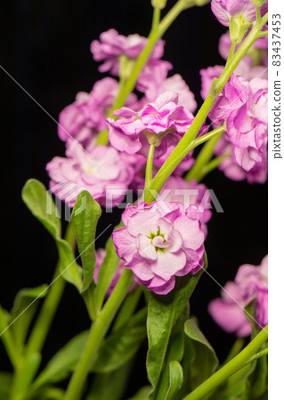 Purple stock black background vertical position 83437453
