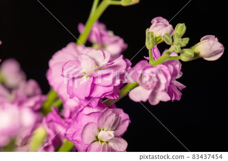 Purple stock black background horizontal position Purple stock black background horizontal position 83437454