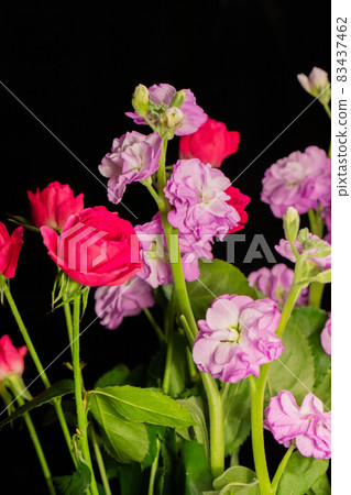 Purple stock and pink rose black background vertical position Purple stock and pink rose black background vertical position 83437462