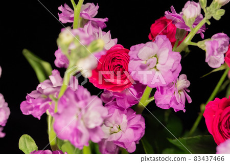 Purple stock and pink rose black background horizontal position Purple stock and pink rose black background horizontal position 83437466