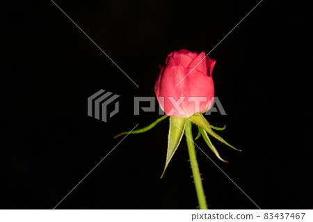 Dark pink rose, black background, horizontal position, single unit Dark pink rose, black background, horizontal position, single unit 83437467