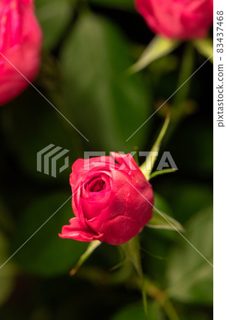 Dark pink rose black background vertical position Dark pink rose black background vertical position 83437468