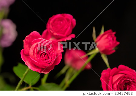 Dark pink rose black background horizontal position Dark pink rose black background horizontal position 83437498