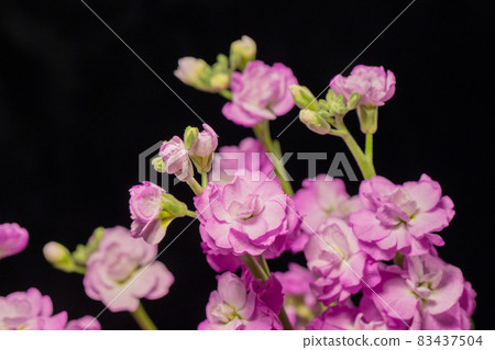 紫色股票黑色背景水平位置 83437504