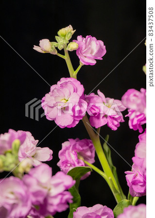 紫色股票黑色背景垂直位置 83437508