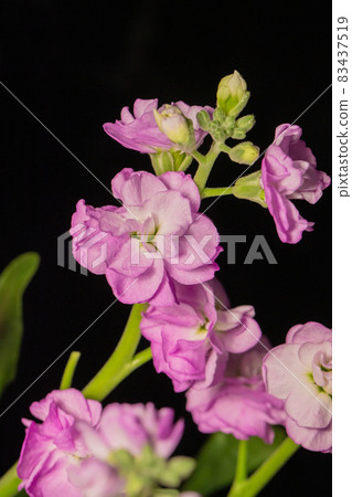 紫色股票黑色背景垂直位置 83437519