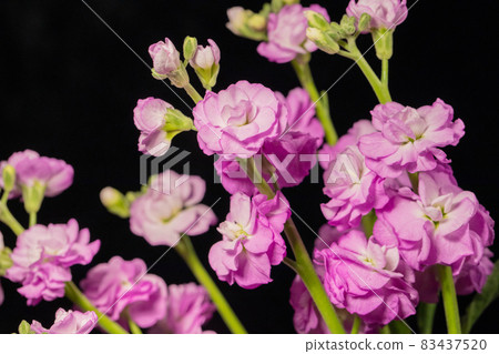 紫色股票黑色背景水平位置 83437520