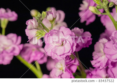 Purple stock black background horizontal position 83437522