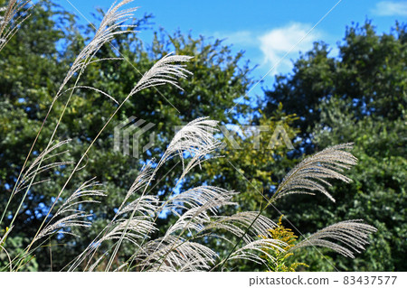 蒲葦在風中飄揚 83437577