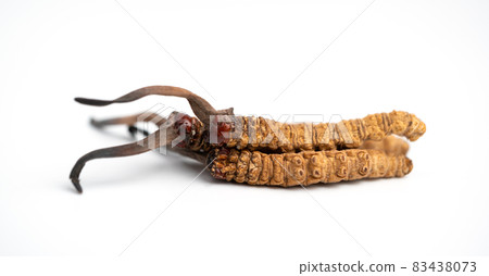 close up Ophiocordyceps sinensis or mushroom cordycep this is a herbs. Medicinal properties in the treatment of diseases. close up Ophiocordyceps sinensis or mushroom cordycep this is a herbs. Medicinal properties in the treatment of diseases. 83438073