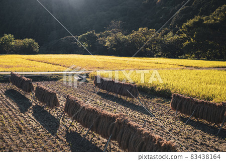 Satoyama agriculture Rice field haze and autumn afternoon shadow g-2 warm colors Satoyama agriculture Rice field haze and autumn afternoon shadow g-2 warm colors 83438164
