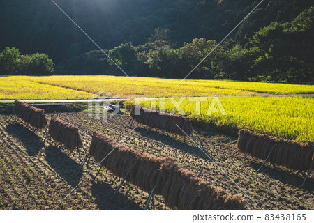 里山農業 稻田陰霾與秋日午後陰影 g-3 啞光感 里山農業 稻田陰霾與秋日午後陰影 g-3 啞光感 83438165