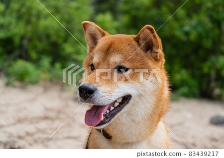 Happy red shiba inu dog. Red-haired Japanese dog smile portrait. 83439217