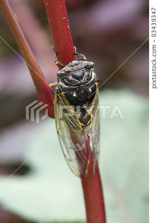 Kumazemi: For some reason, it was perched on an okra tree in the field in September. Kumazemi: For some reason, it was perched on an okra tree in the field in September. 83439347