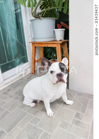 french bulldog, unaware French bulldog at home french bulldog, unaware French bulldog at home 83439437