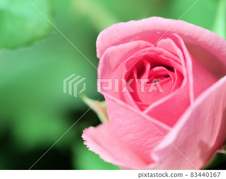 粉紅玫瑰花“格特魯德傑基爾” 83440167