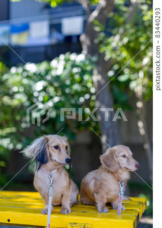 Two dachshunds taking a walk in the park Two dachshunds taking a walk in the park 83440293