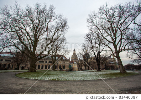 Big plane tree in Dresden, Saxony, Germany Big plane tree in Dresden, Saxony, Germany 83440387