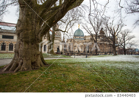 Big plane tree in Dresden, Saxony, Germany Big plane tree in Dresden, Saxony, Germany 83440403