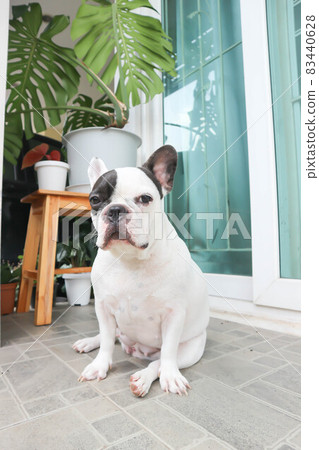 french bulldog, unaware French bulldog at home or dog french bulldog, unaware French bulldog at home or dog 83440628