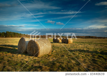 Round hay bales in the meadow, evening view Round hay bales in the meadow, evening view 83440639
