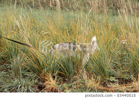 husky dog on a leash digging something in the grass 83440818