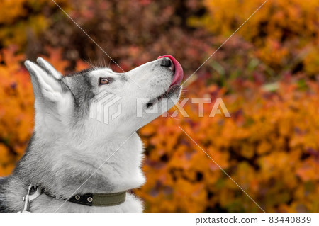 portrait of a husky dog on a background of orange foliage 83440839