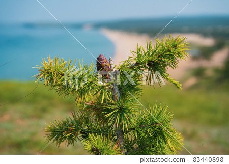 Larch with cones on Baikal Lake in Siberia, Russia and branch with green background. Closeup of opening bud of European Larch. Larch with cones on Baikal Lake in Siberia, Russia and branch with green background. Closeup of opening bud of European Larch. 83440898