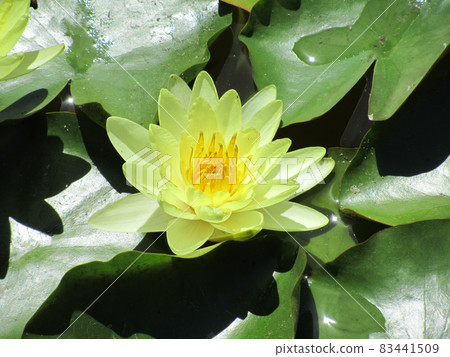 Closeup of yellow lotus Closeup of yellow lotus 83441509